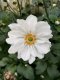 SASANKA - ANEMONE HYB. SUMMER WHIRLWIND