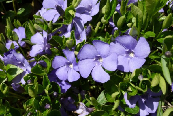 BARVÍNEK MODRÝ- VINCA MINOR BLUE