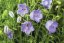 ZVONEK LŽIČKOLISTÝ - CAMPANULA SWINGING BELLS BLUE
