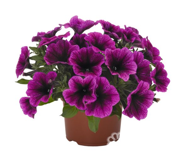 PETÚNIE - PETUNIA SWEETUNIA PURPLE GEM