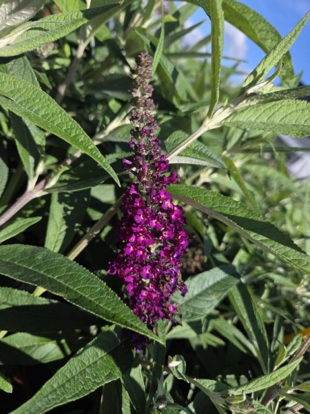 MOTÝLÍ KEŘ - BUDDLEJA MAGENTA MUNSHKIN