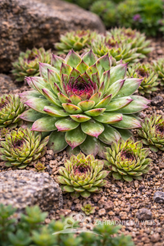 NETŘESK - SEMPERVIVUM TECTORUM
