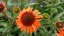 ECHINACEA PRIMA GINGER