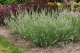 LEVANDULE BÍLÁ - LEVANDULA ANGUSTIFOLIA "EDELWEISS"