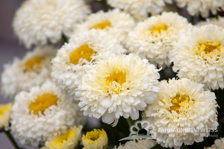 KOPRETINA PLNOKVĚTÁ - LEUCANTHEMUM 'LUNA'