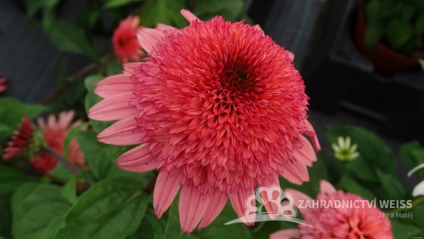 ECHINACEA PURPUREA RASPBERRY TRUFFLE