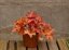 HEUCHERA PAPRIKA