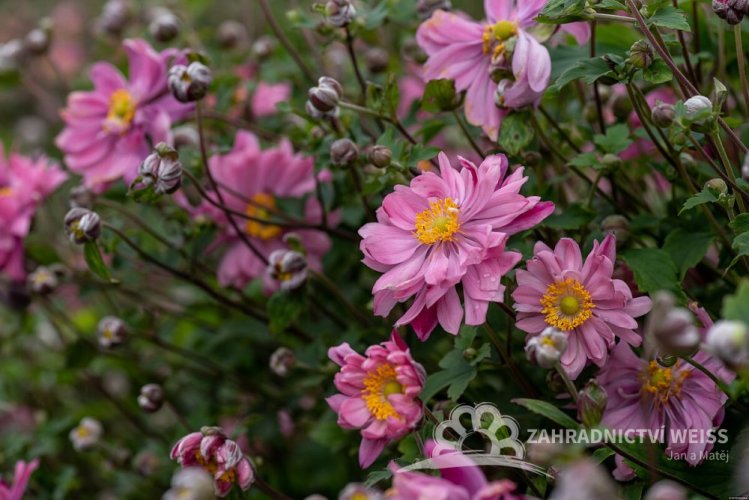 SASANKA - ANEMONE HYB. BRESSINGHAM GLOW