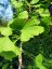 GINKO BILOBA - JINAN DVOULALOČNÝ