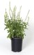 ŠALVĚJ NÁDHERNÁ - SALVIA SUPERBA 'MERLEAU WHITE'