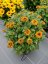 RUDBECKIA HYB. FLAMENCO  BRIGHT ORANGE®