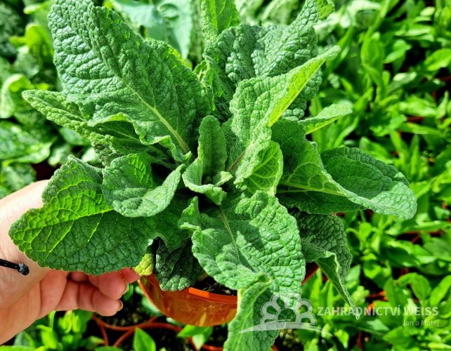 DIVIZNA - VERBASCUM HYB. DARK EYES