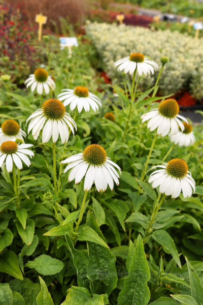 ECHINACEA PURPUREA WHITE SWAN