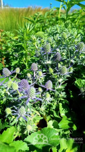 MAČKA - ERYNGIUM PLANUM BLUE HOBIT