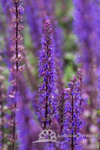 ŠALVĚJ HAJNÍ - SALVIA NEMOROSA CARADONNA