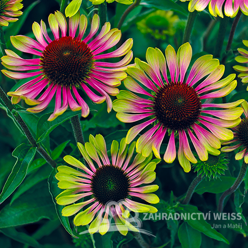ECHINACEA "GREEN TWISTER"