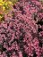 SEDUM CAUTICOLA RED CANYON