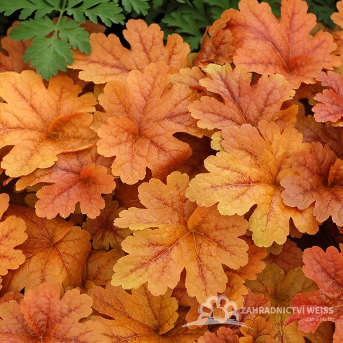 HEUCHERELLA x HYBRIDA BUTTERED RUM
