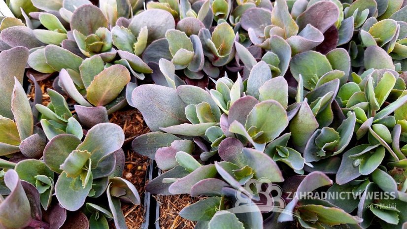 SEDUM HYBR. GLOBE PURPLE