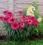 ECHINACEA SENSATION WILD ROMANCE