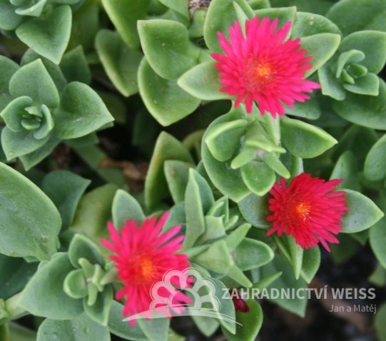 APTENIA CORDIFOLIA - KOSMATEC - MEZOO