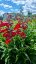 PENSTEMON HARWEGII PARTYBELS RED