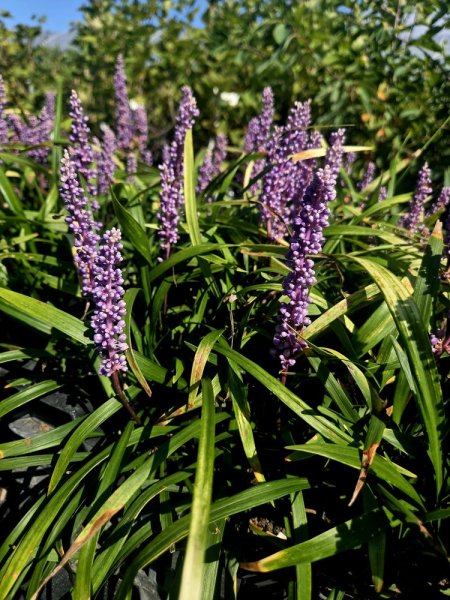 LIRIOPE MUSCARI - BIG BLUE
