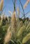 PENNISETUM ALOPECUROIDES LADY U