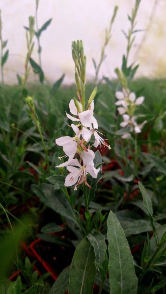 GAURA KARALEE WHITE - SVÍČKOVEC BÍLÝ