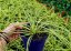 CAREX OSHIMENSIS MAXIGOLD