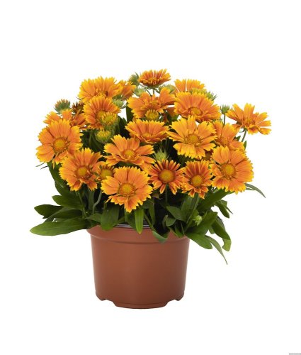 KOKARDA – GAILLARDIA  ARISTATA SPINTOP MANGO