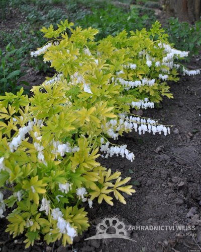 SRDCOVKA NÁDHERNÁ - DICENTRA WHITE GOLD