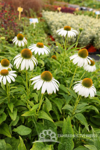 ECHINACEA PURPUREA WHITE SWAN