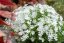 FLOX SKALKOVÝ - PHLOX SUBULATA SNOWFLAKE