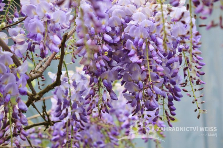 VISTÁRIE ČÍNSKÁ - WISTERIA SINENSIS