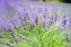 LEVANDULA PROVENCE