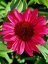 ECHINACEA SENSATION WILD ROMANCE