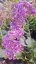 LIMONIUM LATIFOLIUM - STATICE