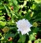 HLAVÁČ - SCABIOSA FLUTTER PURE WHITE