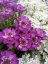 IBERKA STÁLEZELENÁ - IBERIS ABSOLUTELY AMETHYST ®