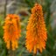 KLEOPATŘINA JEHLA - KNIPHOFIA "MANGO POPSICLE"