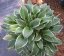 HOSTA HYBRID FRANCEE