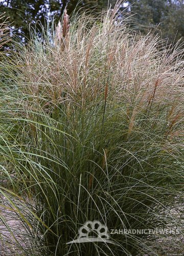 OZDOBNICE ČÍNSKÁ - MISCANTHUS SINENSIS "FERNER OSTEN"