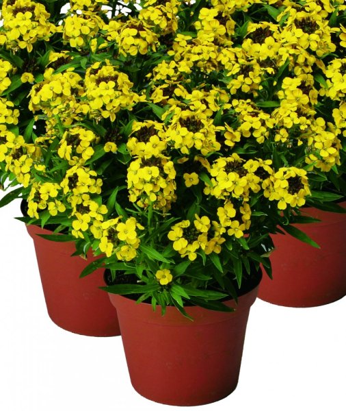 HORČIČNÍK ŽLUTÝ - ERYSIMUM LINIFOLIUM ERYSISTIBLE YELLOW