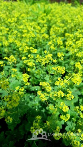 KONTRYHEL RUDONOHÝ - ALCHEMILLA ERYTHROPODA ALMA