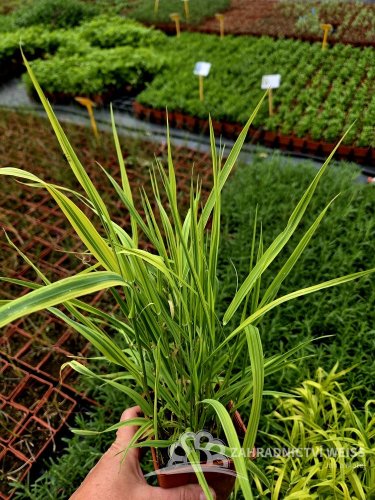 CHRASTICE RÁKOSOVITÁ - PHALARIS ARUNDINACEA ARCTIC SUN