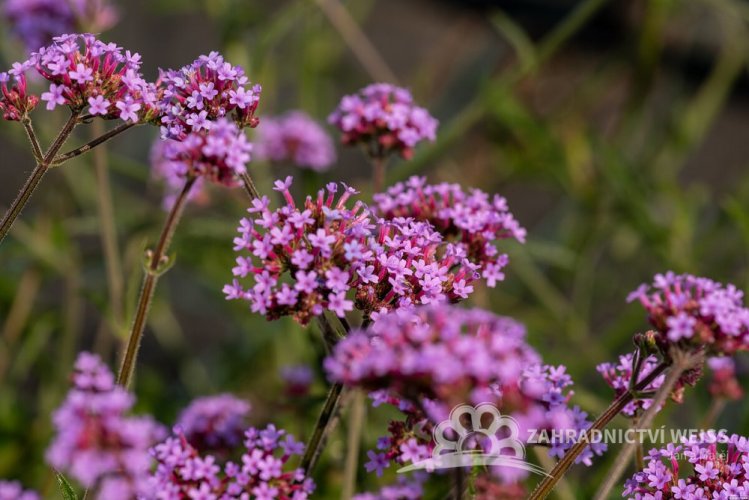 SPORÝŠ ARGENTÝNSKÝ – VERBENA BONARIENSIS LOLLIPOP