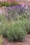LEVANDULE PROSTŘEDNÍ - LAVANDULA INTERMEDIA DUTCH