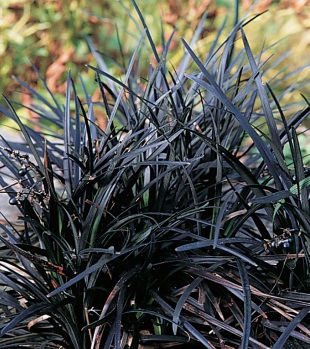 SEDOULEK PLOCHOSTVOLÝ - OPHIOPOGON PLANISCAPUS NIGRESCENS