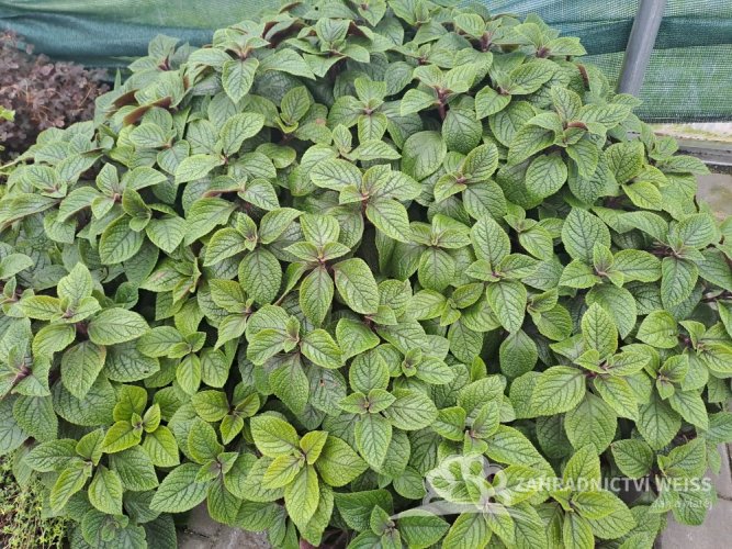 PLECTRANTHUS PURPUROVÝ